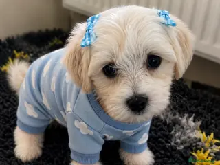 Mixed Breed dogs Beautiful teddy bear Maltese pups ready to leave - Advert 6
