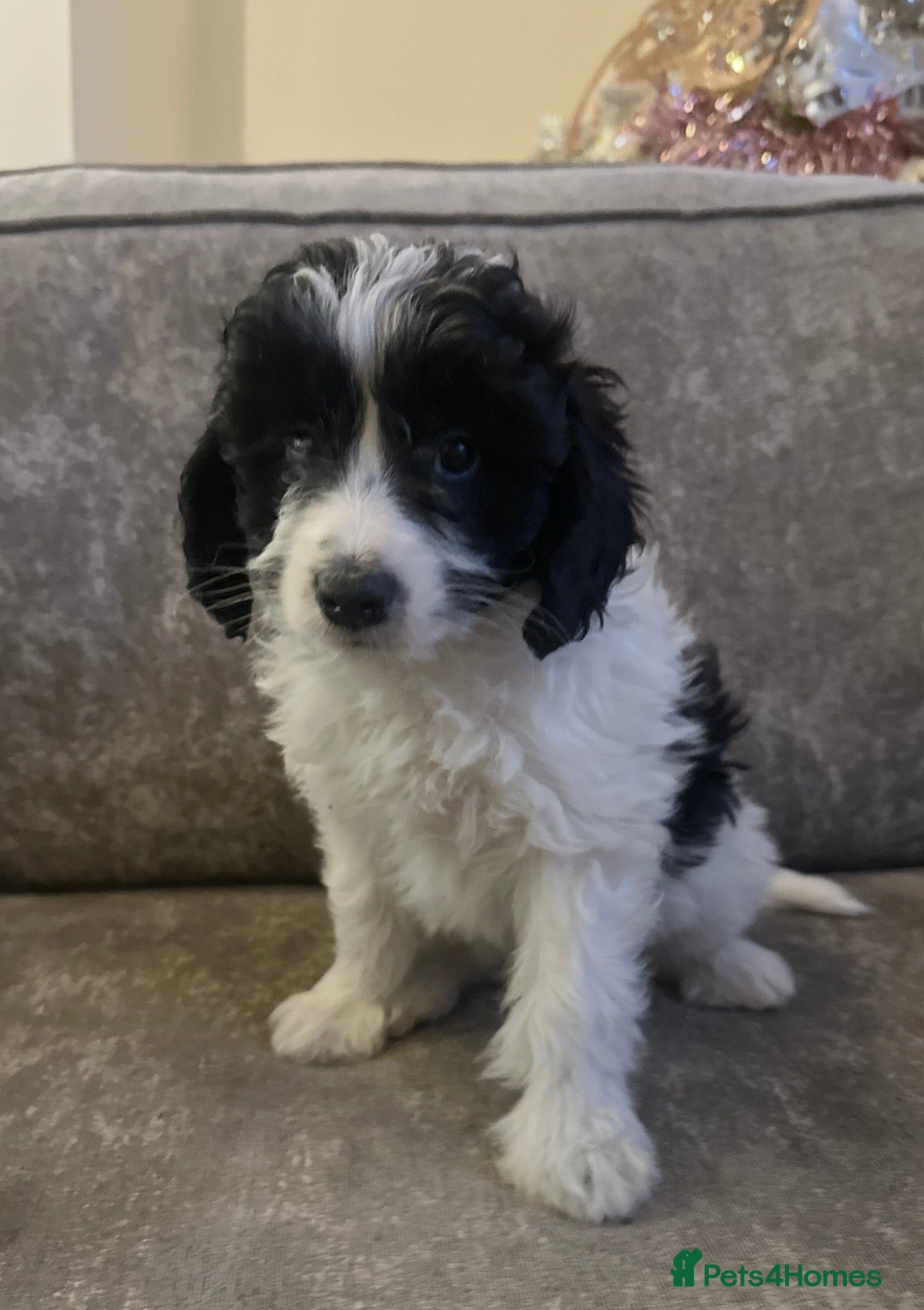 Cockapoo dogs Beautiful cockapoos for sale - Advert 1