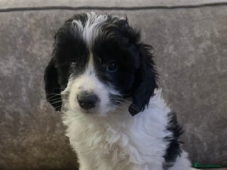 Cockapoo dogs Beautiful cockapoos for sale - Advert 10