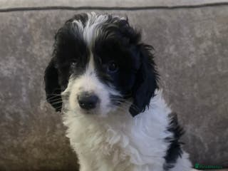 Cockapoo dogs Beautiful cockapoos for sale - Advert 16