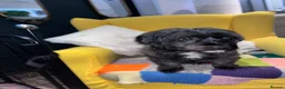Shihpoo dogs for sale: Loving adult Shihpoo girl  - Advert 10