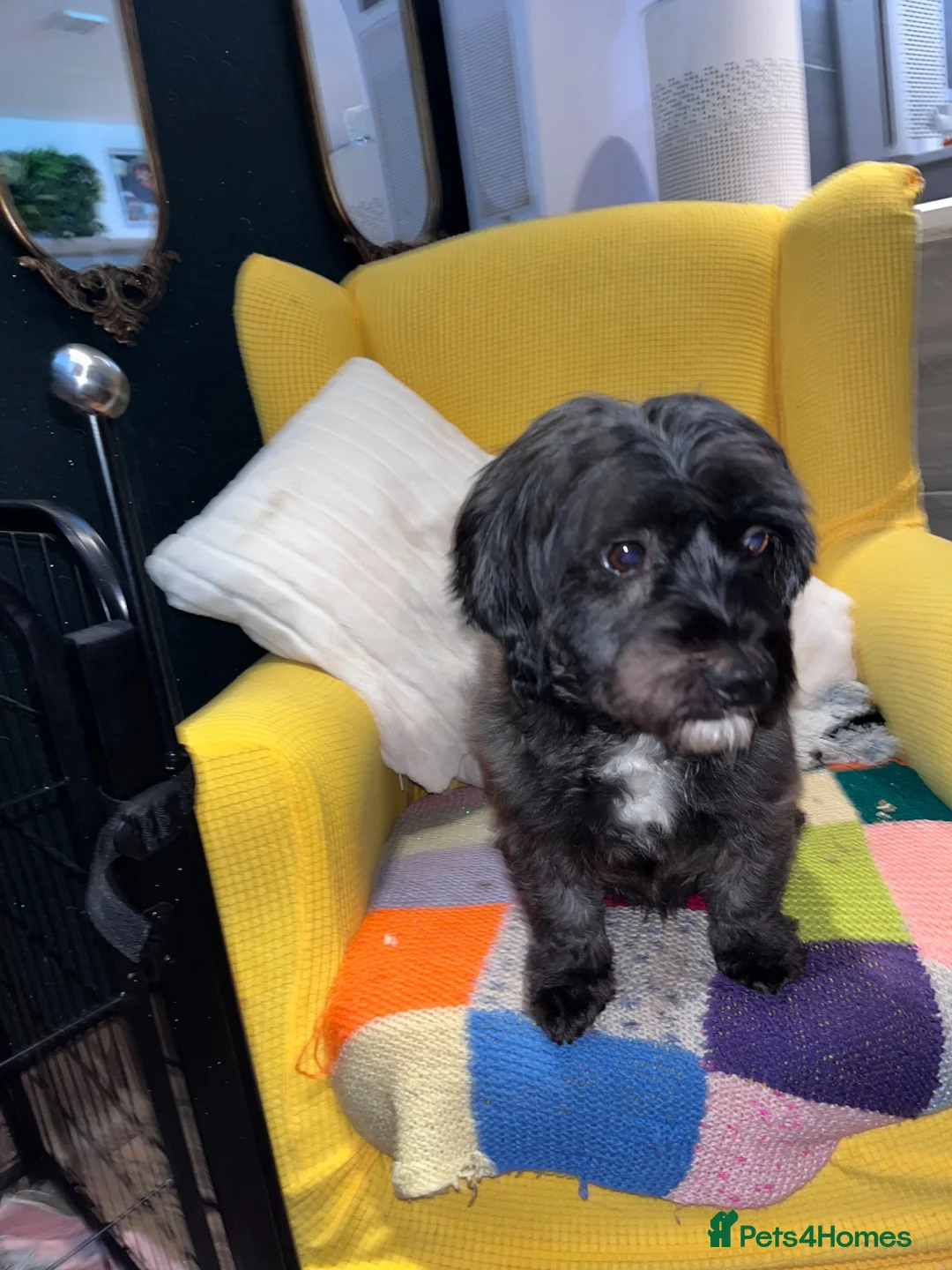 Shihpoo dogs for sale: Loving adult Shihpoo girl  - Advert 10