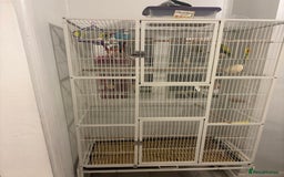 Budgerigars birds for sale: budgies for sale  - Image 3
