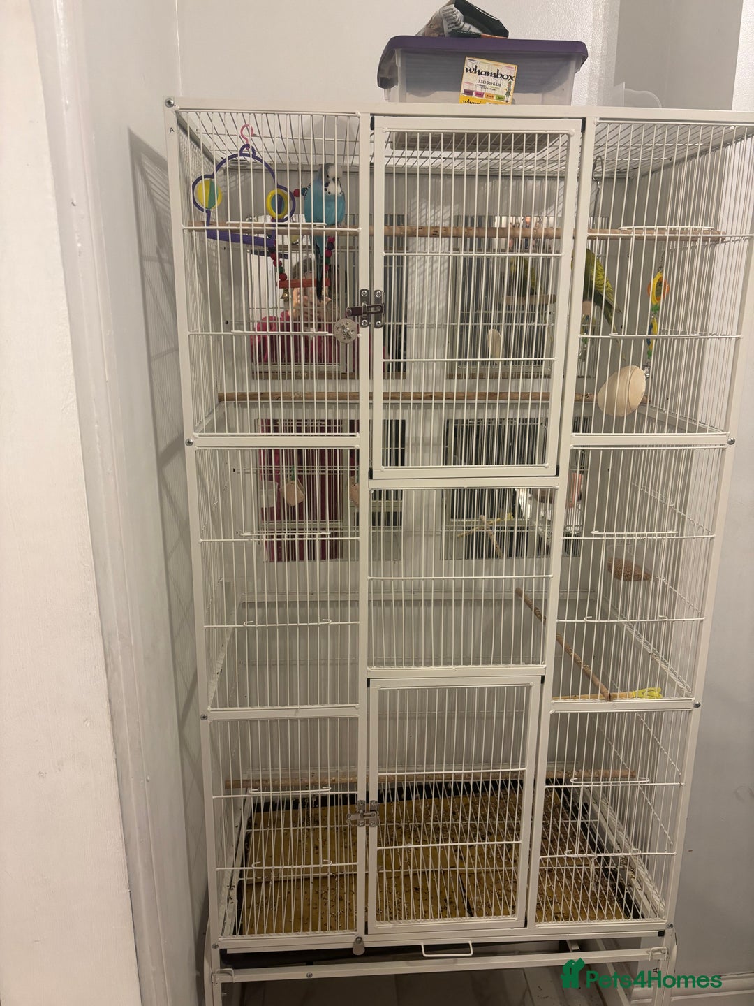 Budgerigars birds for sale: budgies for sale  - Image 3