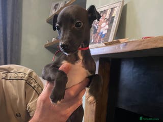 Whippet dogs Beautiful whippet puppies - Advert 5