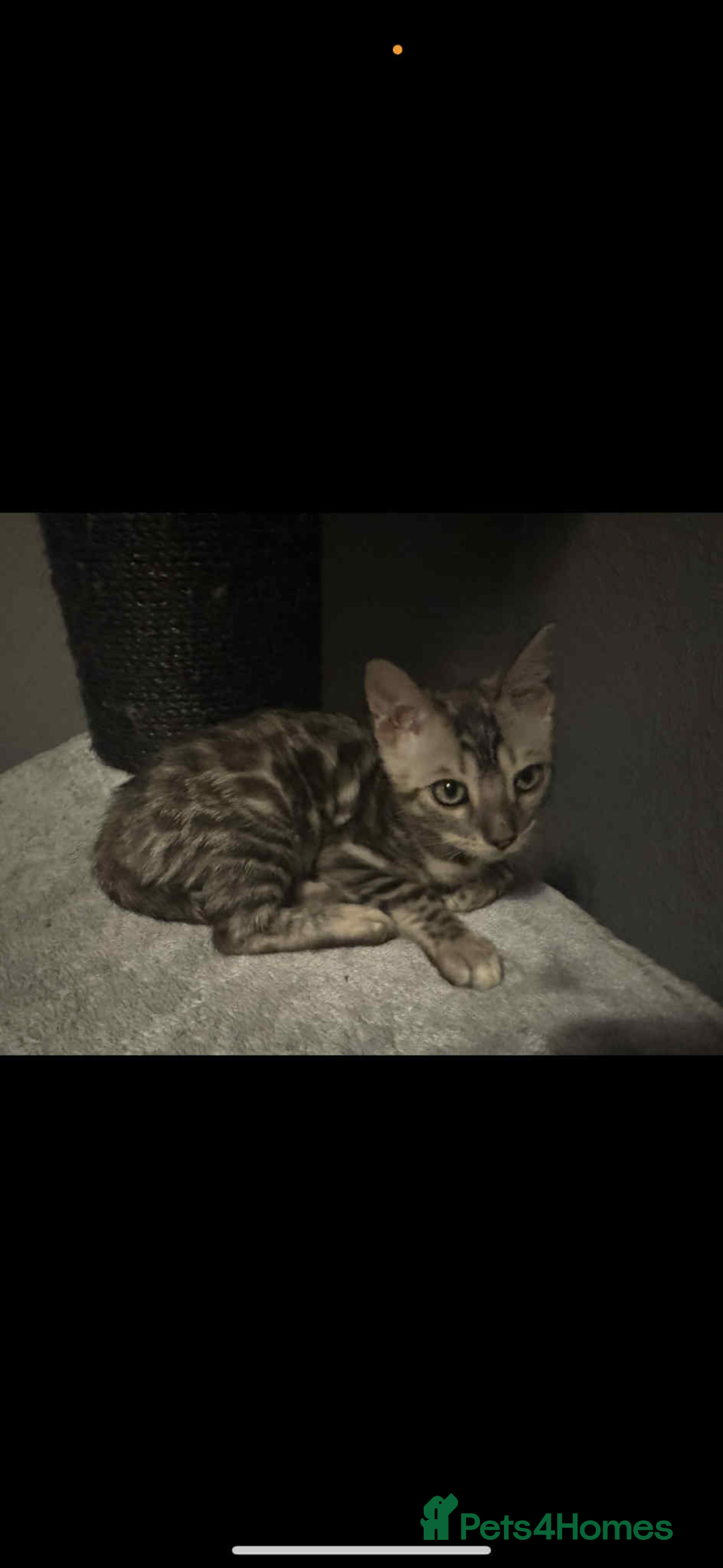 Ragdoll cats for sale: Ragdoll and Bengal  - Image 8
