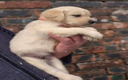 Golden Retriever dogs for sale: KC GOLDEN RETRIEVER PUPPIES HEALTH TESTED PARENTS  - Image 23