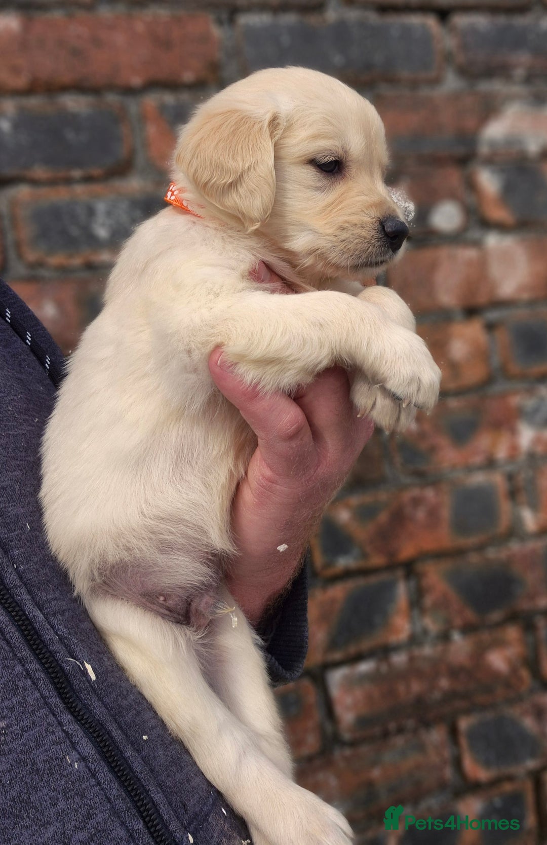 Golden Retriever dogs for sale: KC GOLDEN RETRIEVER PUPPIES HEALTH TESTED PARENTS  - Image 23