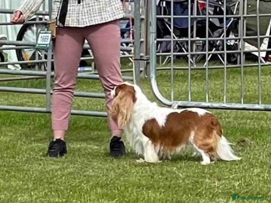 Cavalier King Charles Spaniel dogs for stud: CKCS For stud only, not for sale in Darwen - Image 2