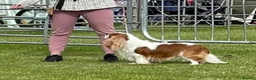 Cavalier King Charles Spaniel dogs for stud: CKCS For stud only, not for sale in Darwen - Advert 2