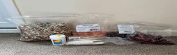 Conures birds for sale: Violet blue yellowsided conure - Advert 4