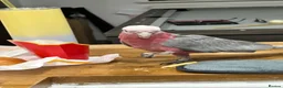 Parrots birds for sale: Pink galah  - Advert 3
