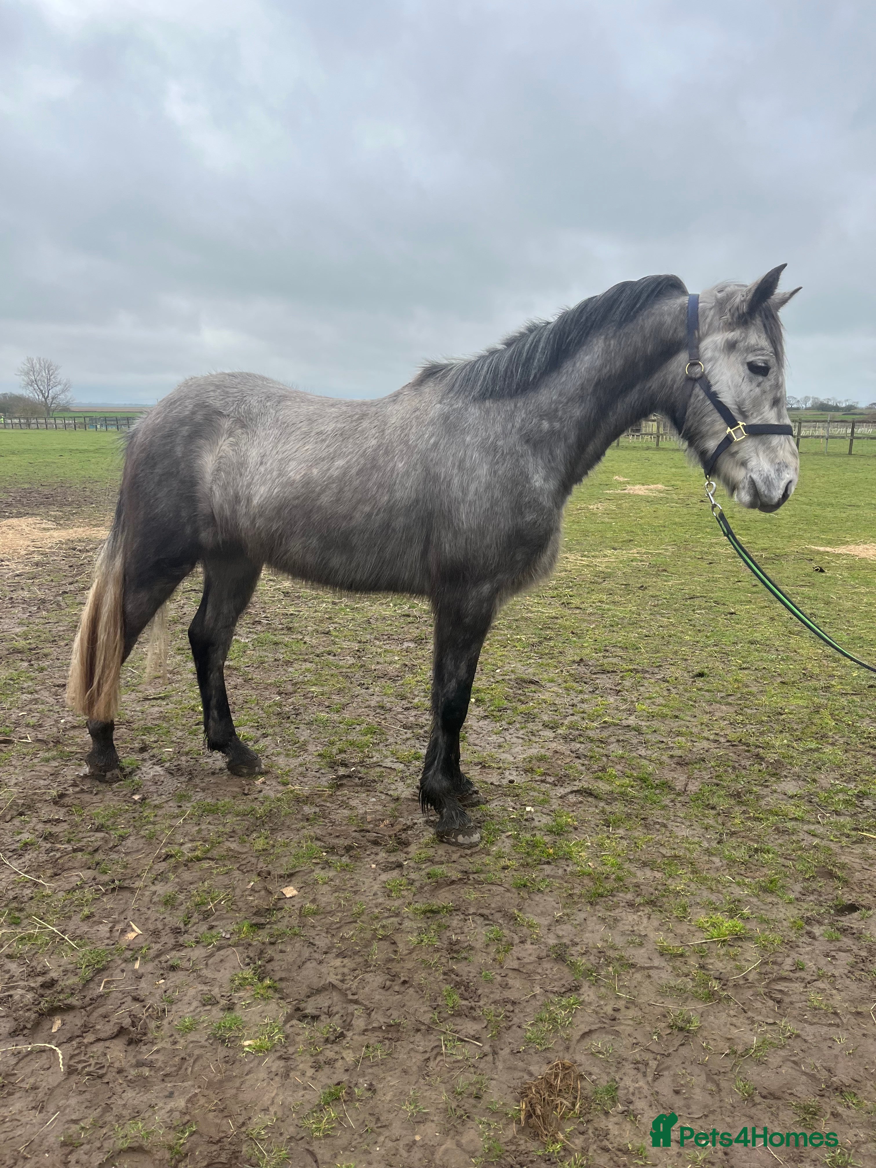 Connemara horses Beautiful Connie reg gelding  - Advert 1