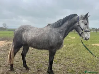 Connemara horses Beautiful Connie reg gelding - Advert 1