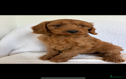 Labradoodle dogs for sale: LICENSED BREEDER F2b mini labradoodles - Image 15