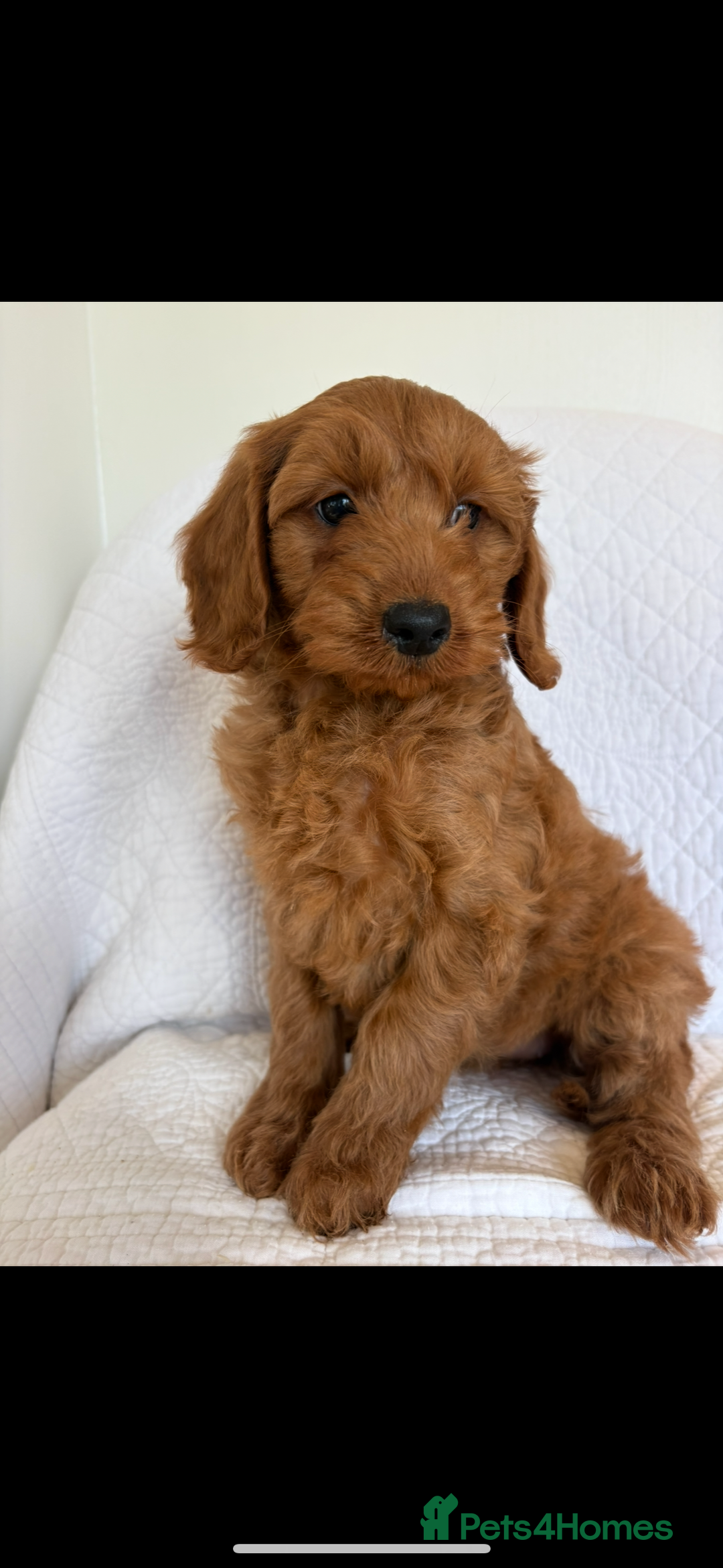 Labradoodle dogs for sale: LICENSED BREEDER F2b mini labradoodles - Image 15