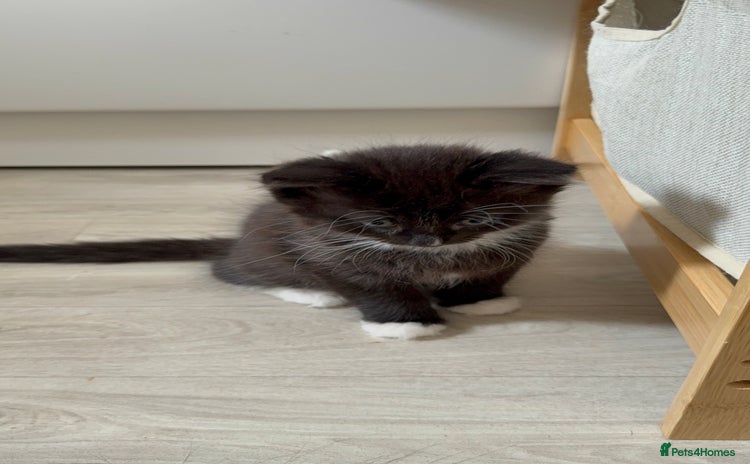 British Shorthair cats in Dudley - Advert 4