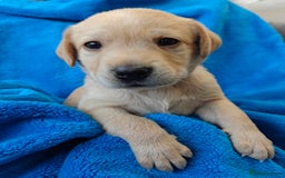 Labrador Retriever dogs for sale: Stunning KC registered fully health tested puppies - Image 14