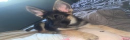 German Shepherd dogs for sale: german shepherd 4 months  - Advert 5