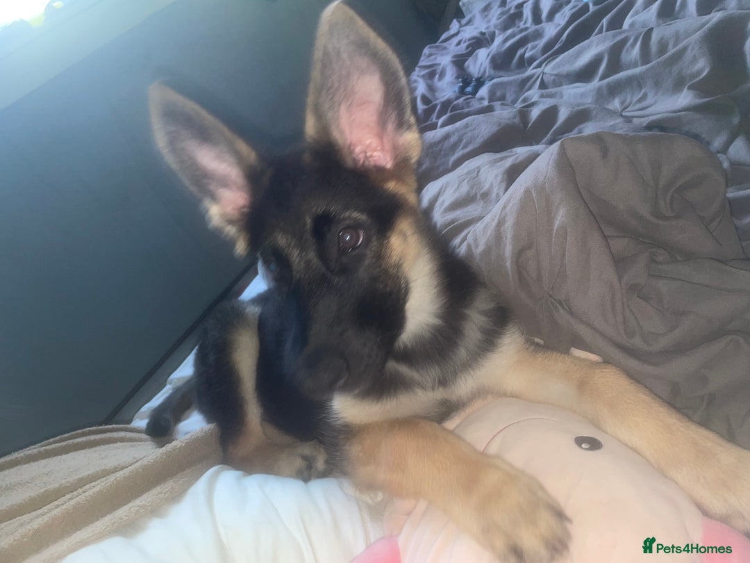 German Shepherd dogs for sale: german shepherd 4 months  - Advert 5