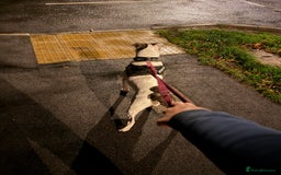 American Bull Staffy dogs for sale: American staff bull terrier  - Image 9