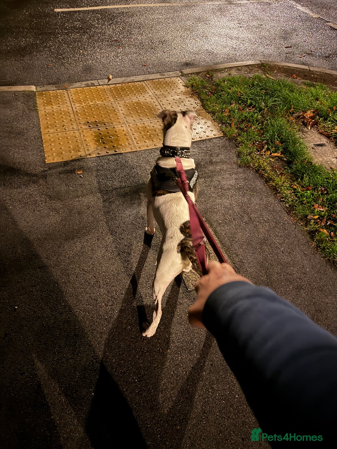 American Bull Staffy dogs for sale: American staff bull terrier  - Image 9