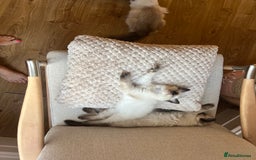 Ragdoll cats for sale: Beautiful seal point kittens  - Image 10