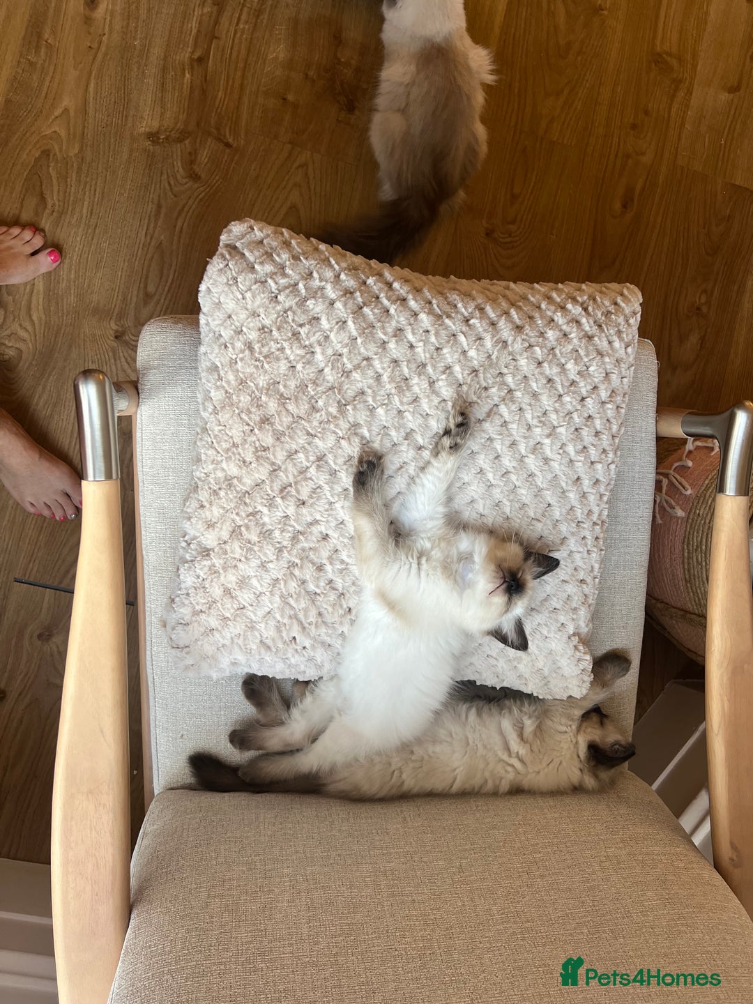 Ragdoll cats for sale: Beautiful seal point kittens  - Image 10