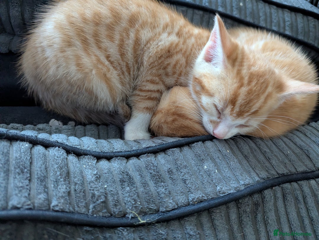 Mixed Breed cats for sale: 9 week old kittens - Image 3