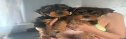 Yorkshire Terrier dogs for sale: 2 Male Yorkshire Terrier puppies  - Advert 5