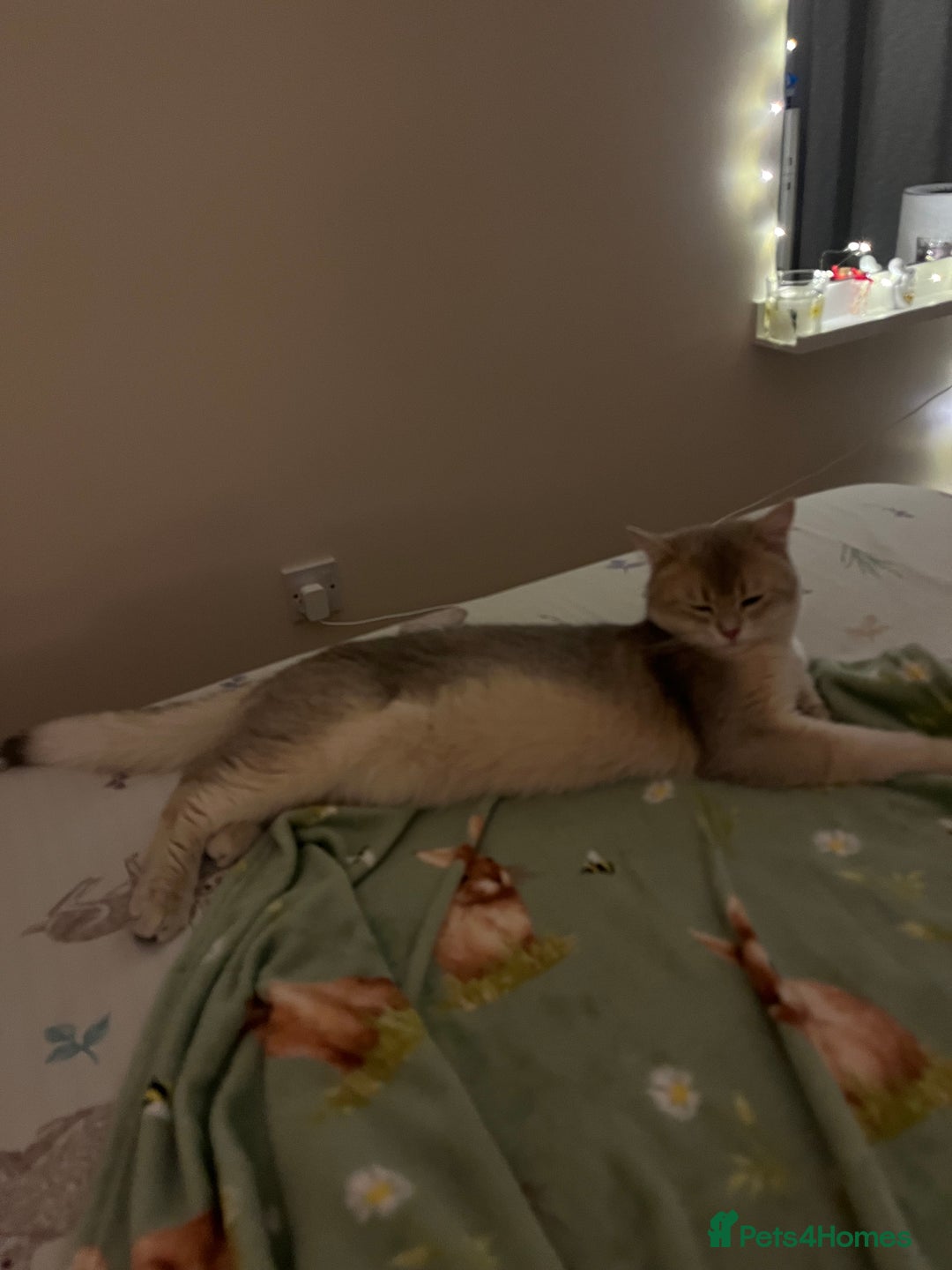 British Shorthair cats for stud: Muezza our big boy cat looking for queen  - Advert 2