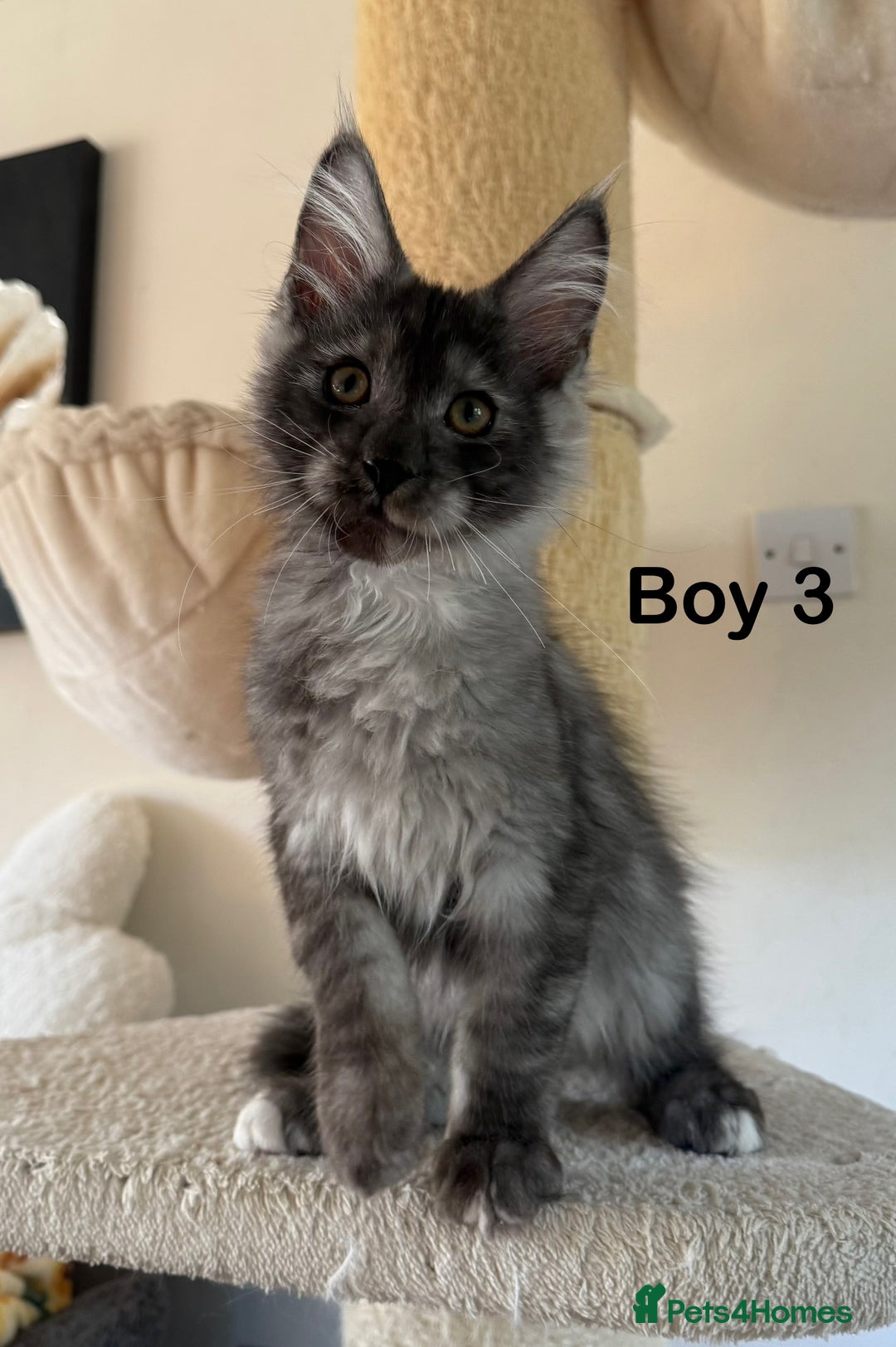 Maine Coon cats for sale: Pedigree ”TICA” kittens  - Image 4