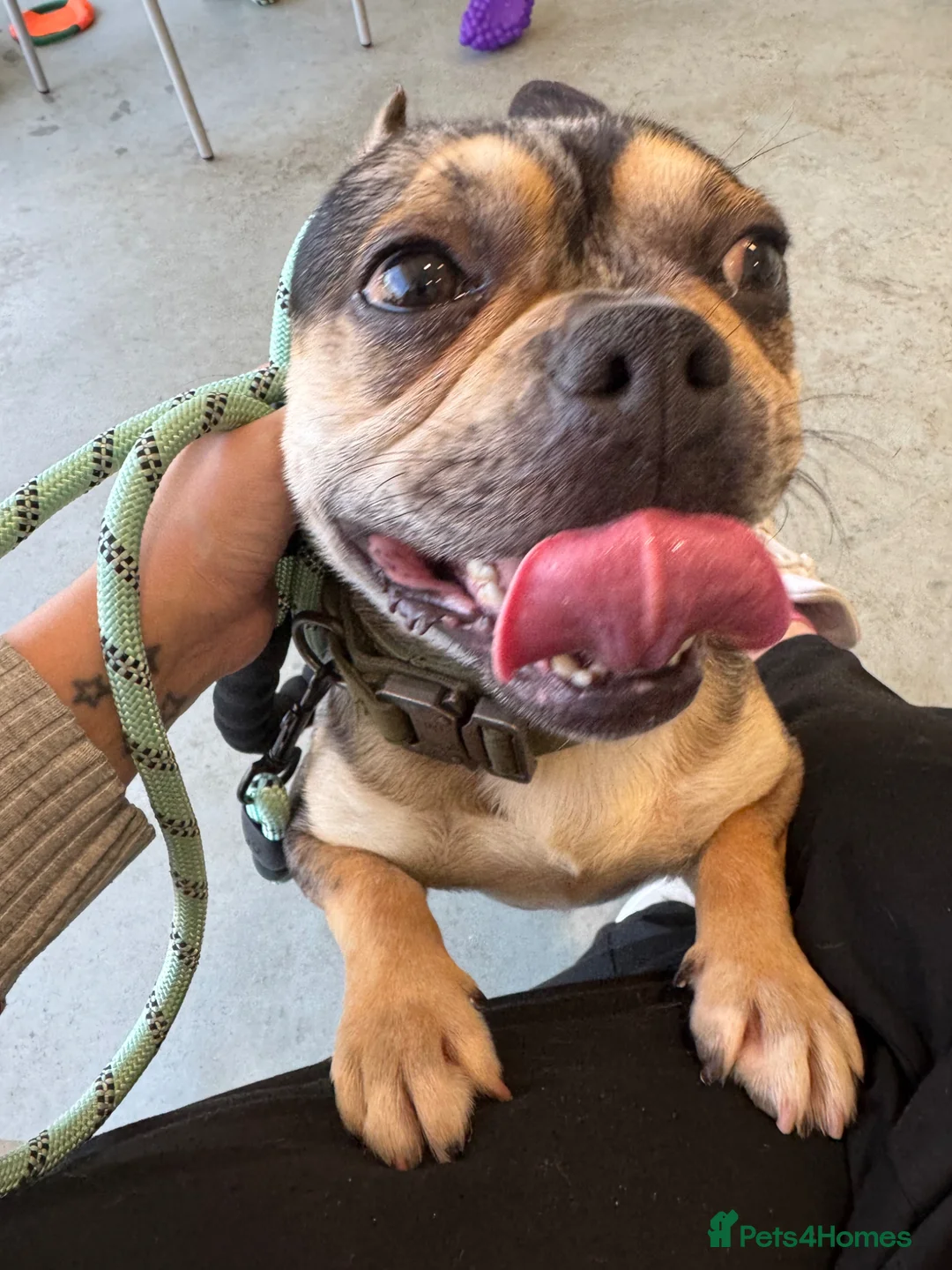 French Bulldog dogs for sale: Male French Bulldog  - Advert 2