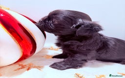 Shih Tzu dogs for sale: 3x Beautiful Pedigree Imperial Shih Tzu Girls - Advert 30