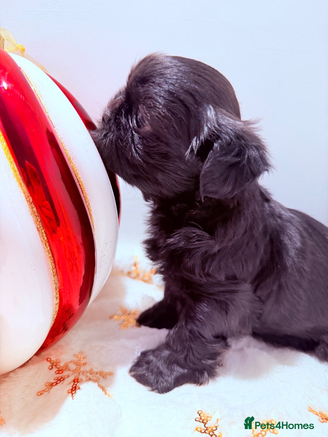 Shih Tzu dogs for sale: 3x Beautiful Pedigree Imperial Shih Tzu Girls - Advert 30