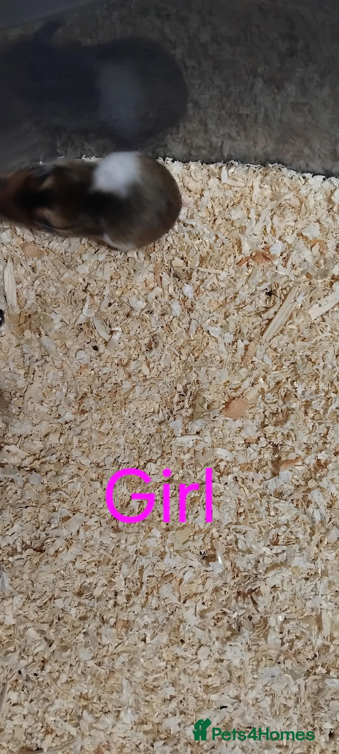 Hamster rodents for sale: Baby syrians - Advert 16