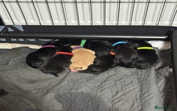 Labrador Retriever dogs for sale: Stunning litter of Labrador puppies - Image 6