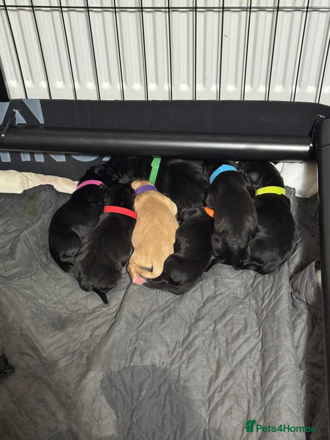 Labrador Retriever dogs for sale: Stunning litter of Labrador puppies - Image 6