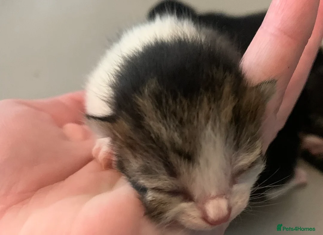 Mixed Breed cats for sale: Tabby - Torti - Blacks - Kittens want loving homes in Liverpool - Advert 11