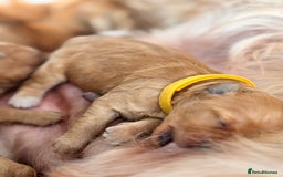 Goldendoodle dogs for sale: GOLDENDOODLE WITH A DIFFERENCE - Image 4
