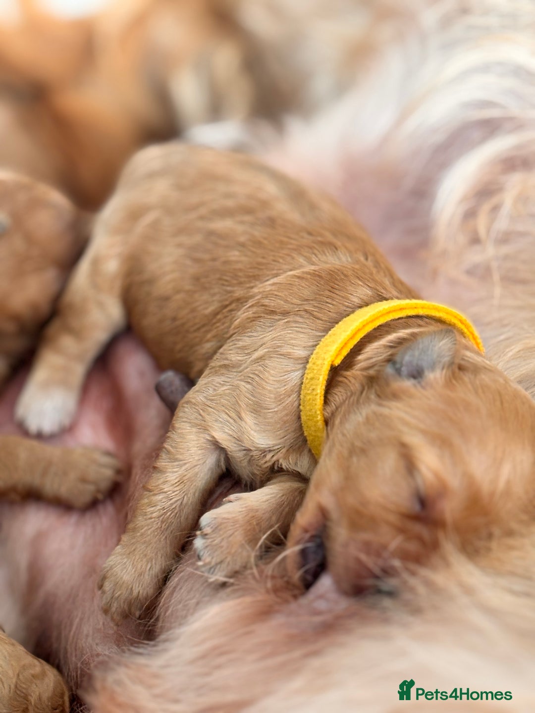 Goldendoodle dogs for sale: GOLDENDOODLE WITH A DIFFERENCE - Image 4