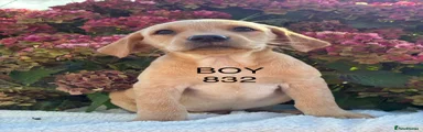 Labrador Retriever 6