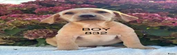 Labrador Retriever dogs for sale: Fully vaccinated KC Labradors - Advert 17