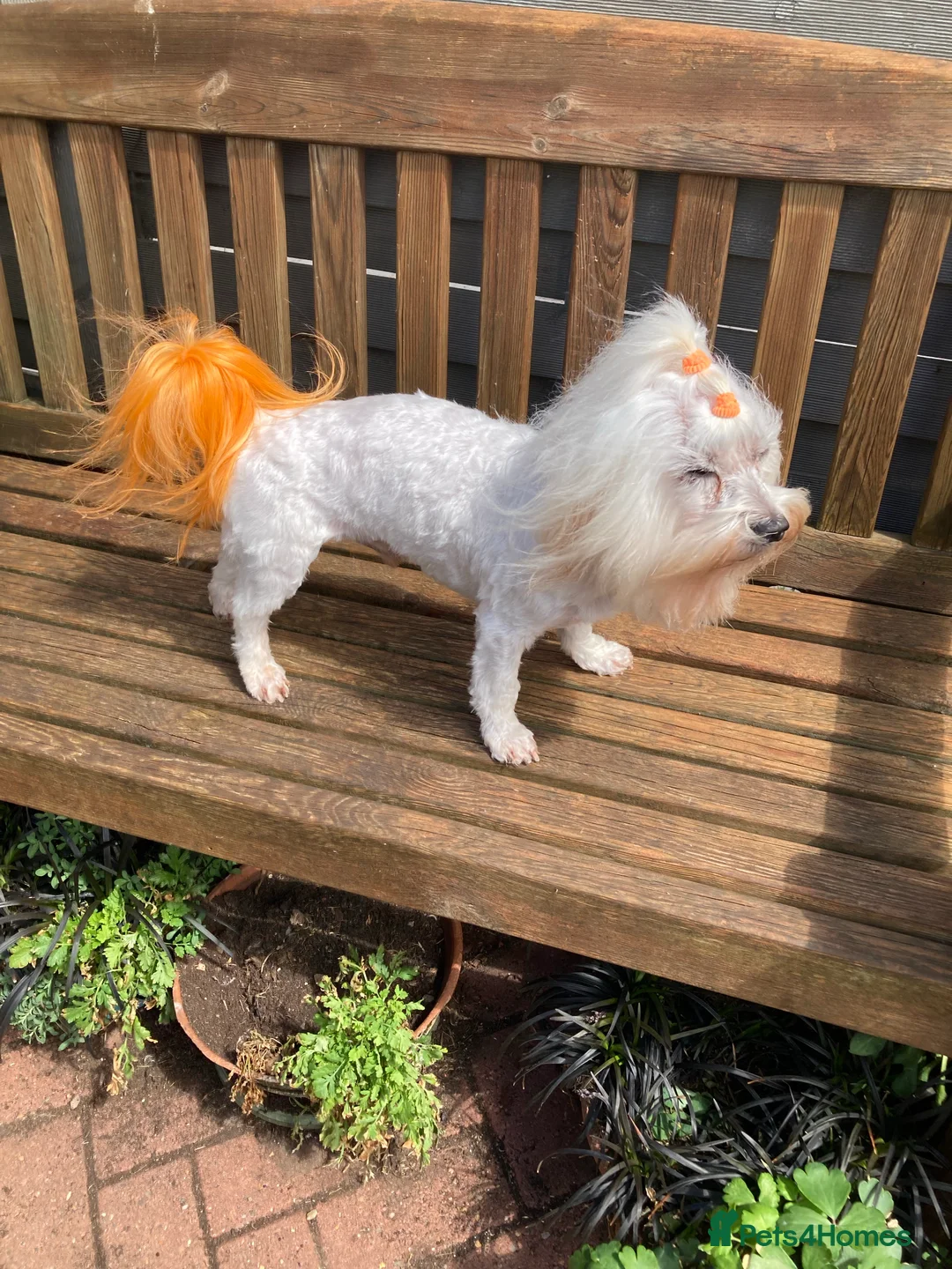 Maltese dogs for stud: Gorgeous Experienced Maltese Stud Dog in Coventry - Advert 3