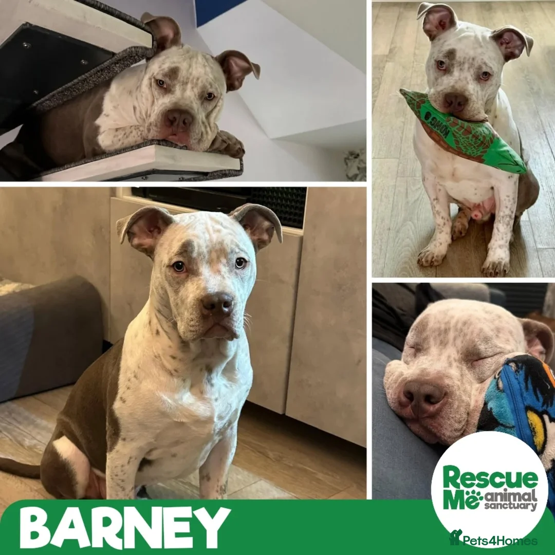 Mixed Breed dogs for adoption: Barney - big clown - Advert 1