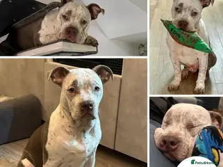 Mixed Breed dogs Barney - big clown - Advert 4