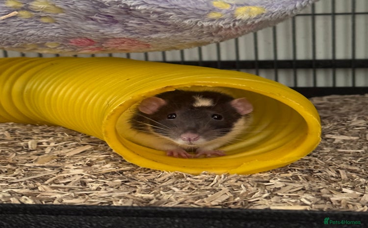 Rat rodents - Advert 1