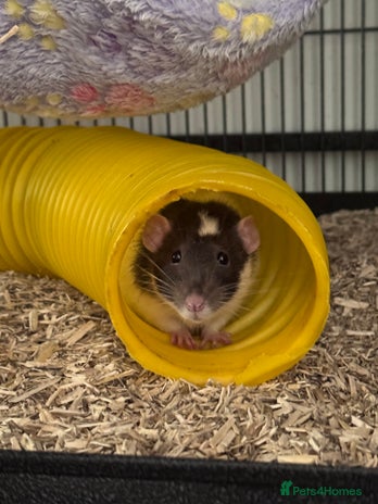 Rat rodents - Advert 2