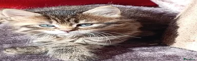 Mixed Breed Kitten 3