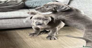 Great Dane dogs Great Dane puppies looking for forever homes  - Advert 9